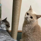 Poste de Sisal Substituível para Arranhador de Gatos, Peça Avulsa DIY